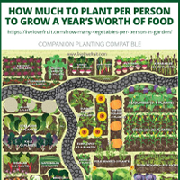 how-much-to-plant